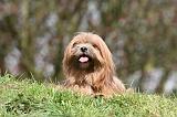 LHASSA APSO 234